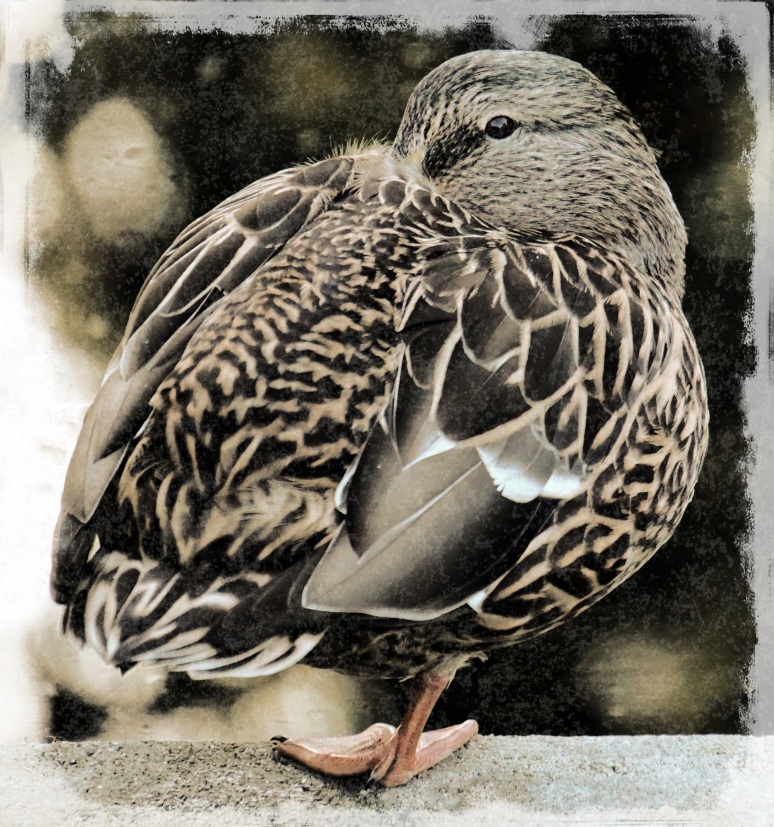 duck in a tuck - Beacon Hill Park - Grunge 13